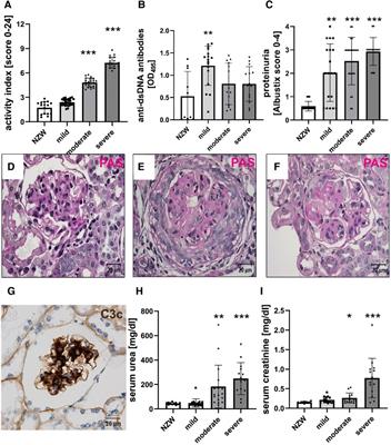 Cardiovascular changes in the NZB/W F1 mouse model of lupus nephritis